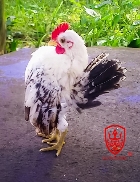 Bán gà tre con SERAMA 